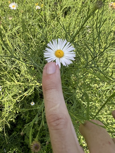 Image of Boltonia asteroides by (c) Nathan Aaron, some rights reserved (CC BY)