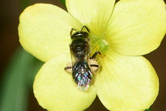 Lasioglossum illinoense