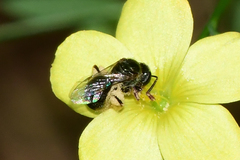 Lasioglossum illinoense