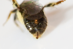 Lasioglossum illinoense