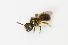 Lasioglossum illinoense