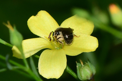 Lasioglossum illinoense