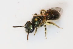 Lasioglossum illinoense
