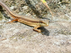 Takydromus kuehnei