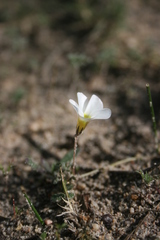 Oxalis argyrophylla