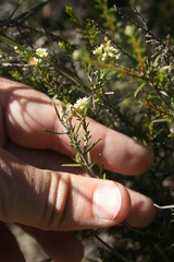 Diosma aspalathoides