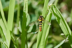 Sphaerophoria philanthus