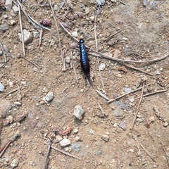 Gonolabis marginalis