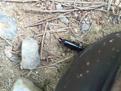 Gonolabis marginalis