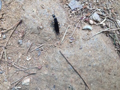 Gonolabis marginalis