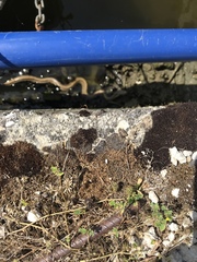 Elaphe quatuorlineata