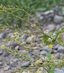 Rorippa barbareifolia