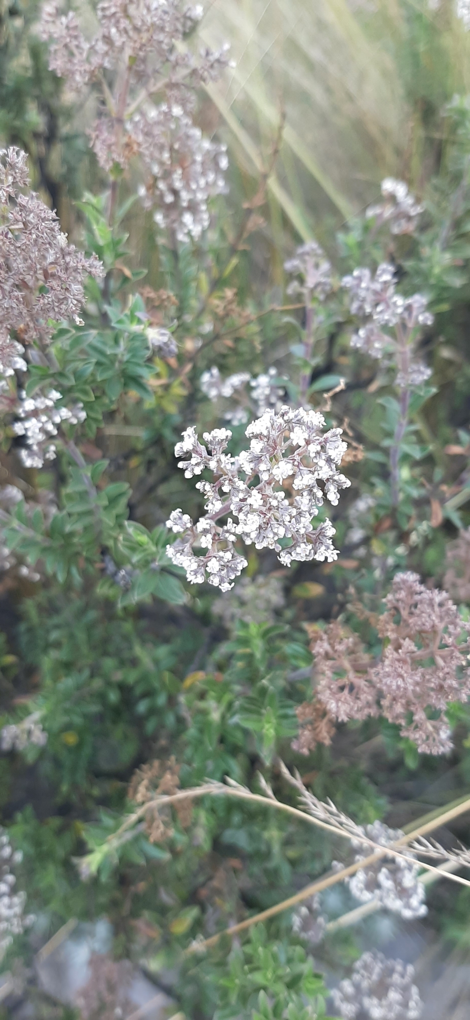 Caprifoliaceae image