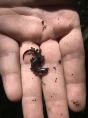 Plethodon hoffmani