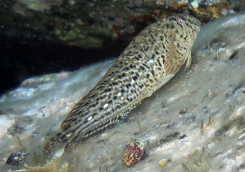 Rusty Blenny, photo 3 of 7