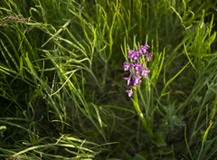 Anacamptis morio caucasica