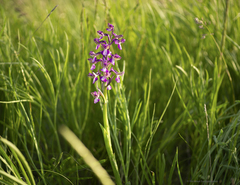 Anacamptis morio caucasica