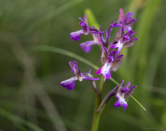 Anacamptis morio caucasica
