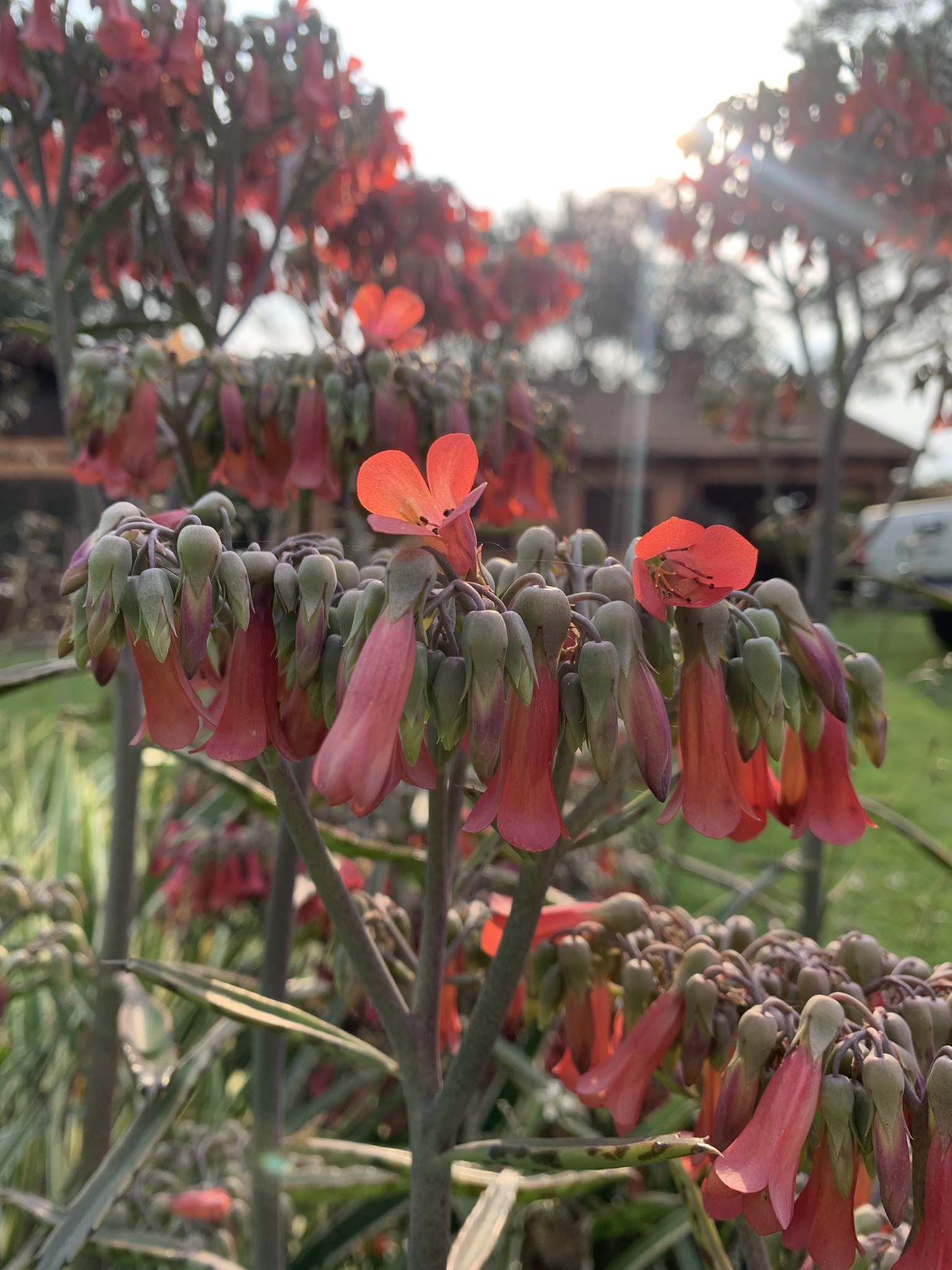 Kalanchoe delagoensis