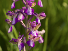 Anacamptis morio caucasica
