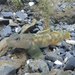 Candi River Goby - Photo (c) Mac Lin, some rights reserved (CC BY-NC-ND), uploaded by Mac Lin