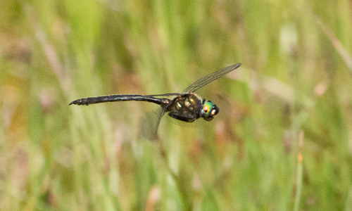 Mountain Emerald photo 4
