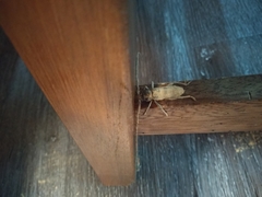 Stromatium longicorne