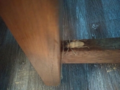 Stromatium longicorne