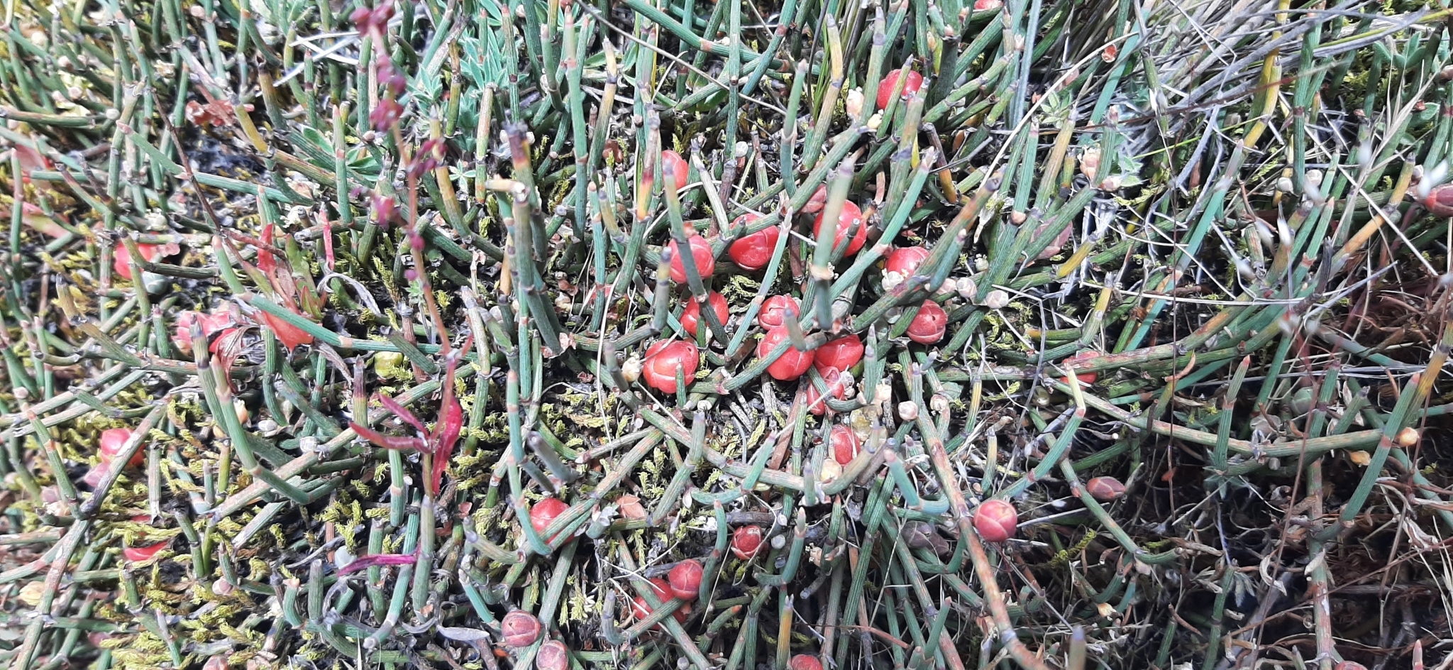 Ephedra image