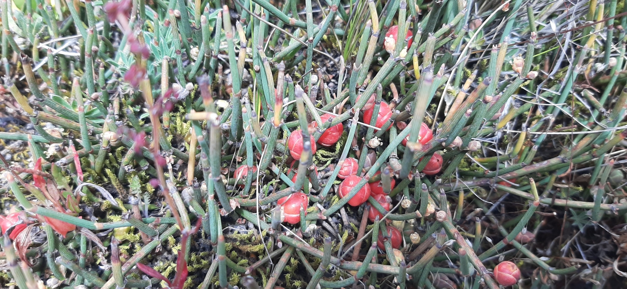 Ephedra rupestris image