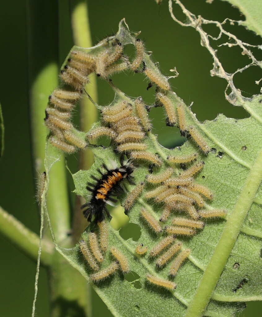 Milkweed tussock moth (Euchaetes egle)