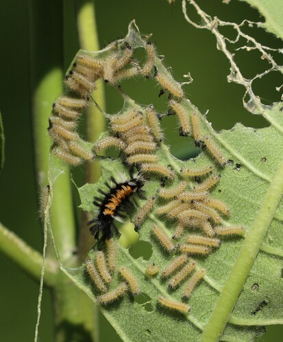 Milkweed Tussock Moth photo 3