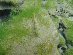 Rhinogobius candidianus