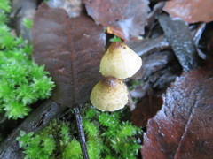 Lepiota calcarata
