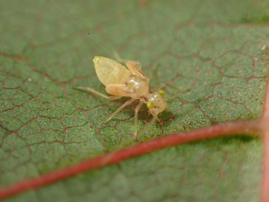 Chilenocaecilius ornatipennis