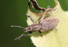 Tanymecus palliatus