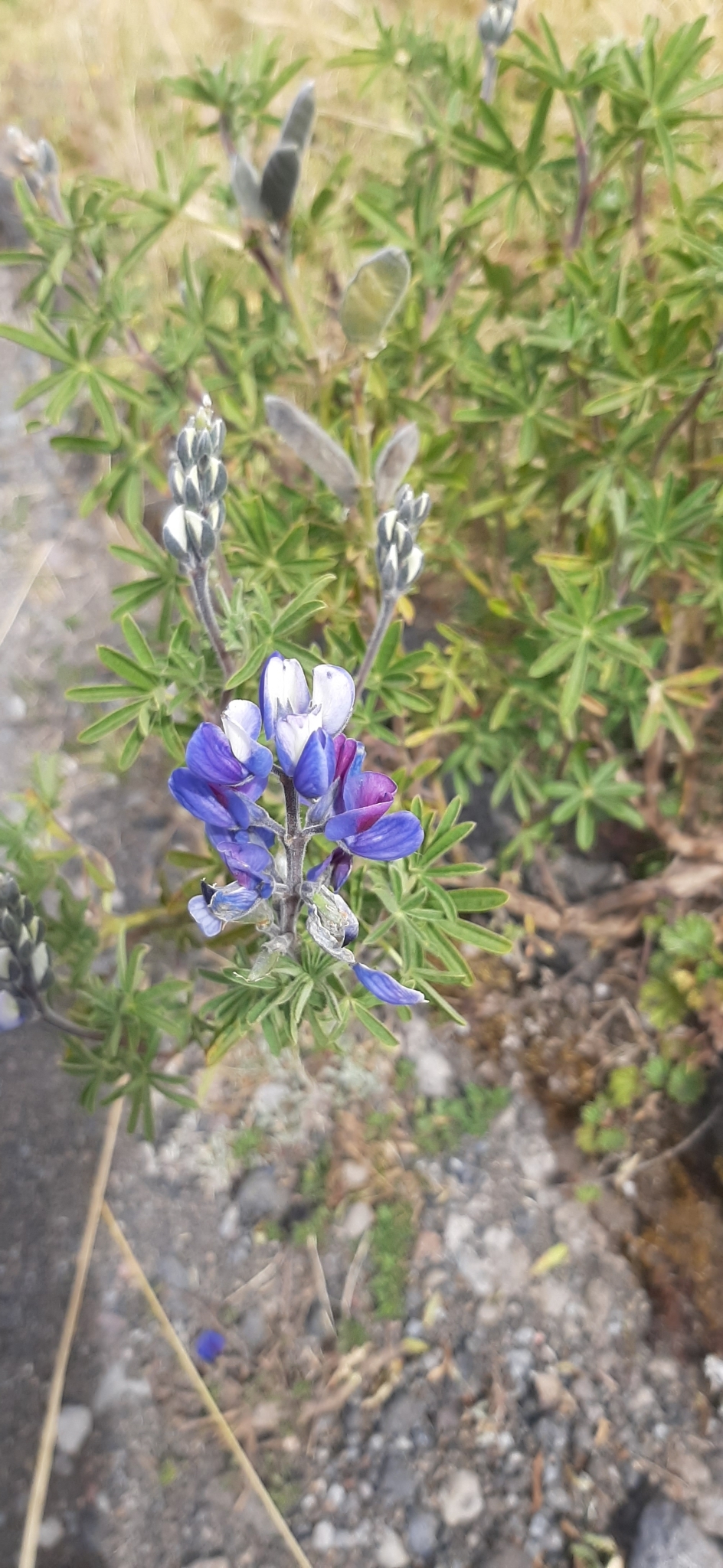 Lupinus image