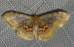 Idaea scintillularia