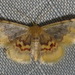 Idaea scintillularia - Photo (c) Paul Bedell, μερικά δικαιώματα διατηρούνται (CC BY-SA), uploaded by Paul Bedell