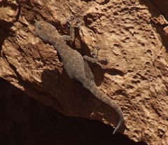 Ptyodactylus oudrii