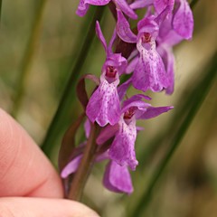 Dactylorhiza traunsteinerioides