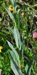 Eucephalus ledophyllus, photograph Gabriel Campbell-Martinez, CC BY, iNaturalist via GBIF