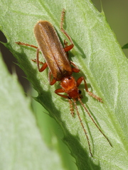 Cantharis rufa