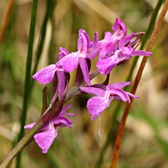 Dactylorhiza traunsteinerioides