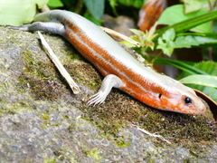 Shanghai Elegant Skink photo 3