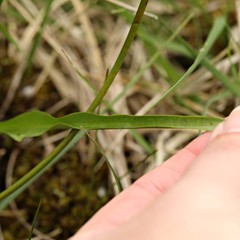 Dactylorhiza traunsteinerioides