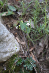 Micranthes stellaris robusta