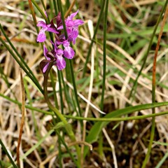 Dactylorhiza traunsteinerioides