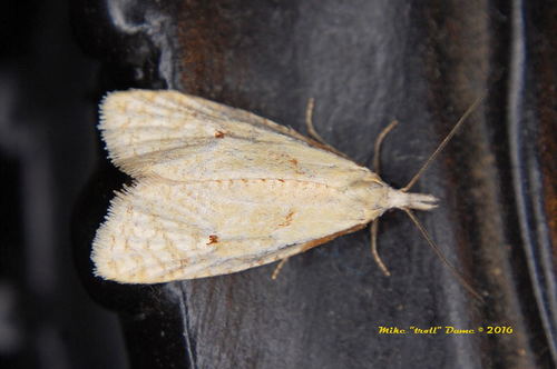 iNaturalist observation photo of Butterflies and Moths