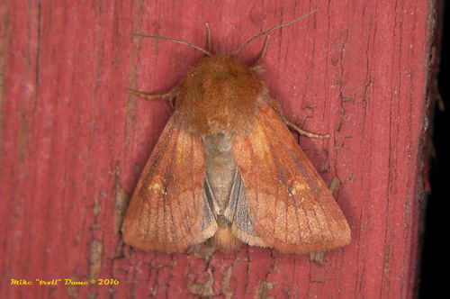 iNaturalist observation photo of Cutworms and Dart Moths